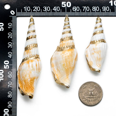 4pcs Natural Shell Charms, Whelk Seashell Charms, Seashell Earrings Pendant (BK-026)