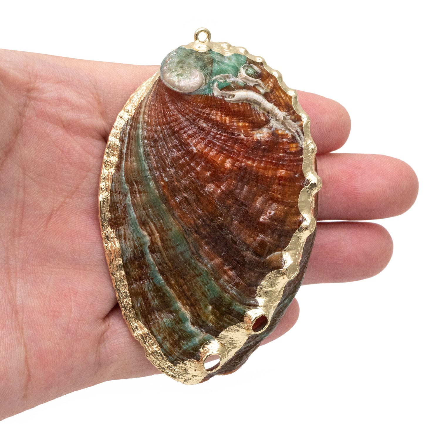 4pcs Abalone Shell Charms, Seashell Pendant, Gold Tone Plated Earring charm (#V1417)