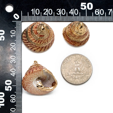 10pcs Natural Shell Charms, Whelk Seashell Charms, Seashell Earrings Pendant (#V1425)