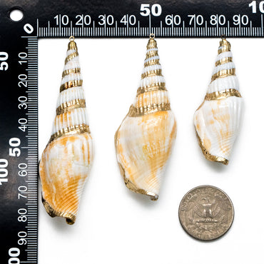 4pcs Natural Shell Charms, Whelk Seashell Charms, Seashell Earrings Pendant (#V1423)