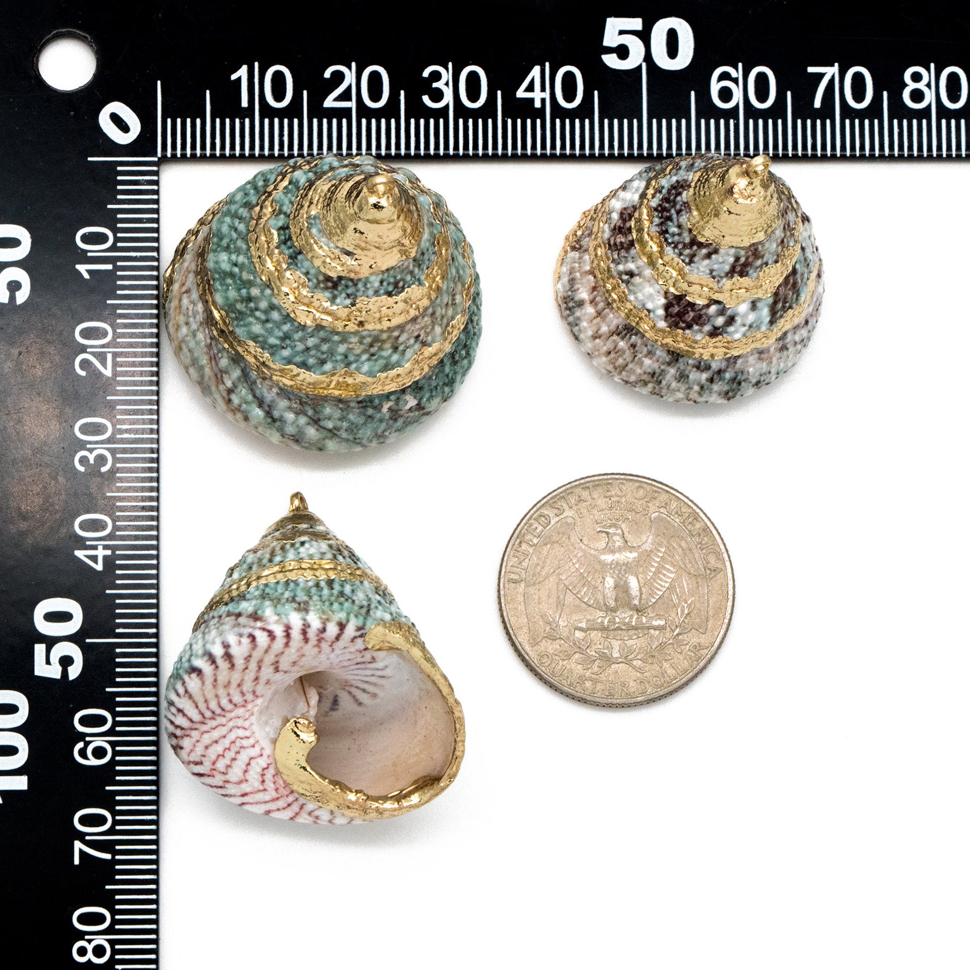 4pcs Natural Shell Charms, Whelk Seashell Charms, Seashell Earrings Pendant (#V1422)