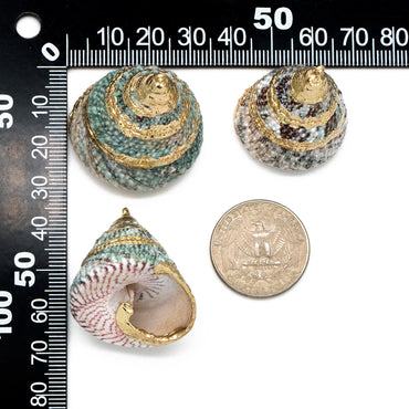 4pcs Natural Shell Charms, Whelk Seashell Charms, Seashell Earrings Pendant (#V1422)