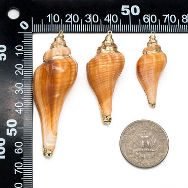 4pcs Natural Shell Charms, Whelk Seashell Charms, Seashell Earrings Pendant (#V1426)